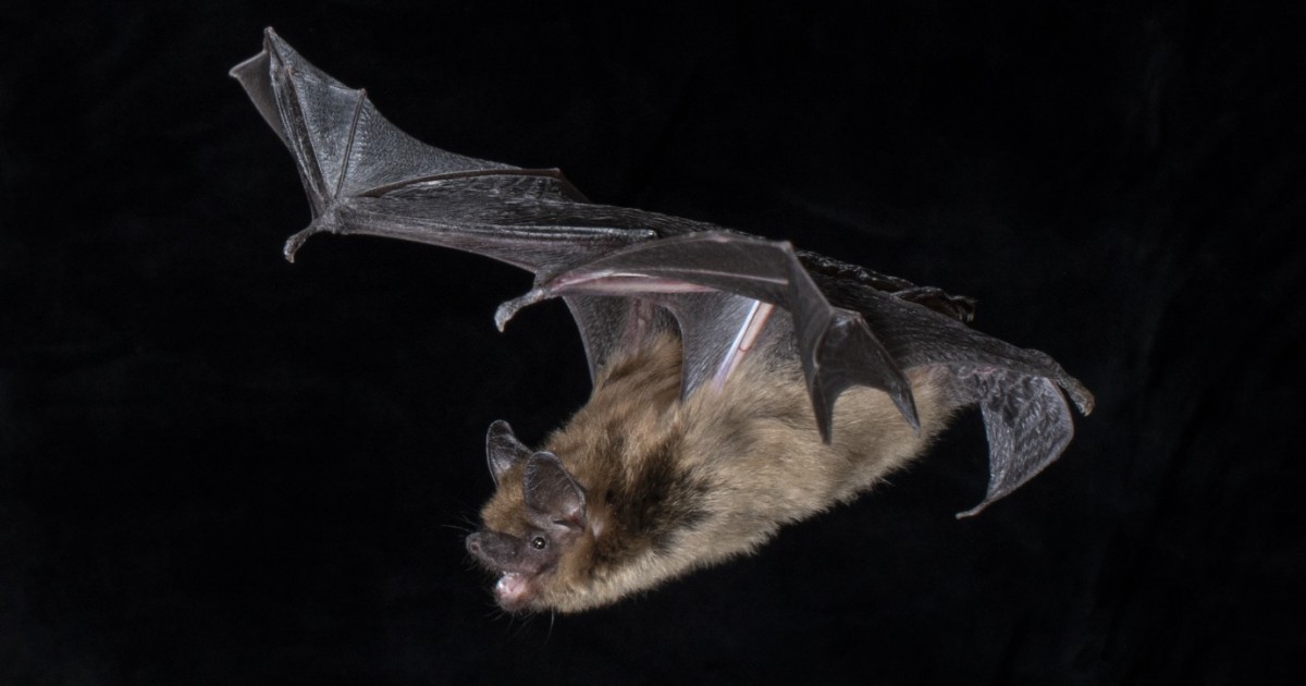 Bats use different inner ear structures to help navigate the world
